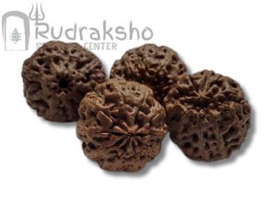 Ten Mukhi Rudraksha from Papua